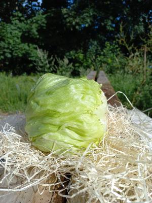 Salade Iceberg