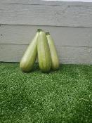 Courgettes Blanches