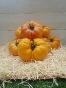 Tomates Ananas d'Antan