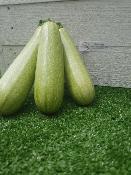 Courgettes Blanches