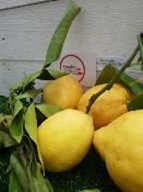 Citrons Jaunes (Non traités)