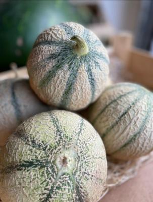 Melon Petit Calibre France