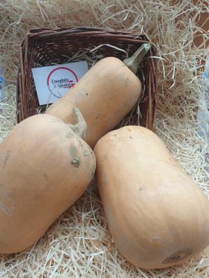 Courge Butternut 