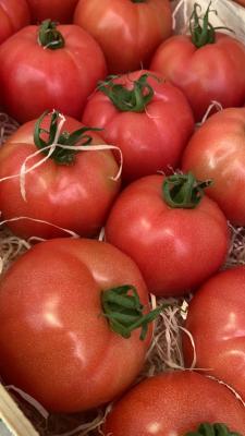Tomates côtelée rouge