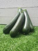 Courgettes