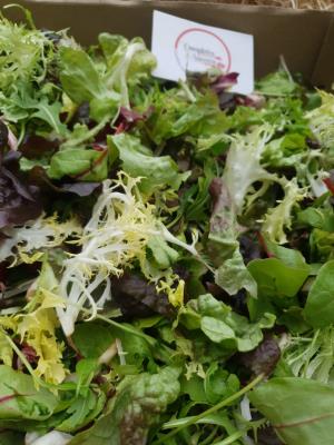 Salade Mesclun 