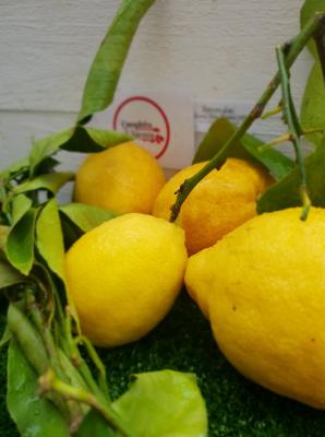 Citrons Jaunes (Non traités)