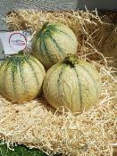 Melon Charentais Gros Calibre (France)