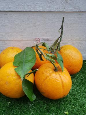Oranges à Feuille Portugal